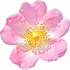 Dog rose